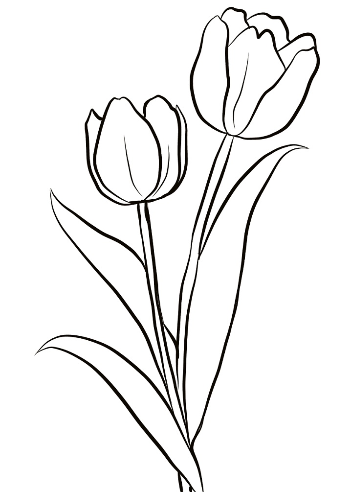 Tô màu 2 cành hoa tulip