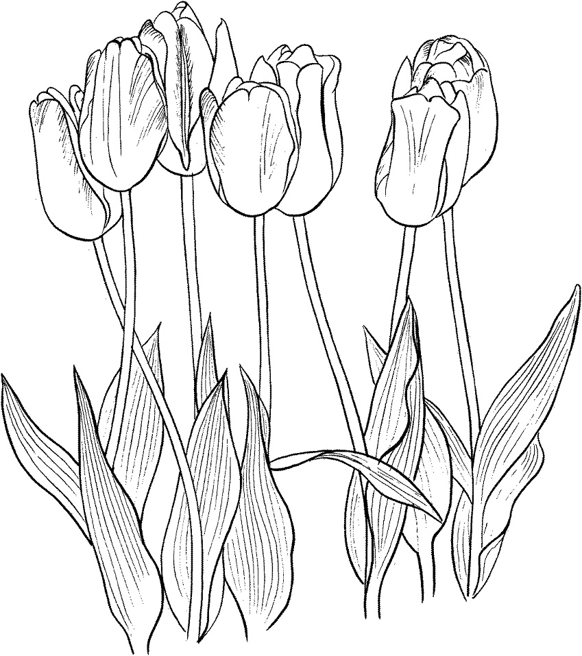Tô màu 7 bông hoa tulip