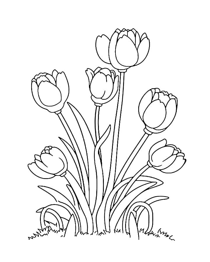 Tô màu Bụi Hoa Tulip