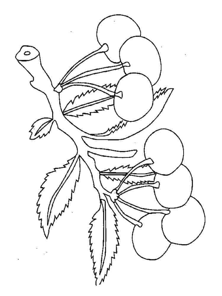 Tô màu Cành Cây Cherry