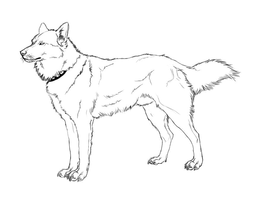 Tô màu Chó Husky Ngầu