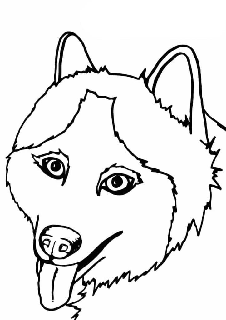 Tô màu Chó Husky Vui Nhộn