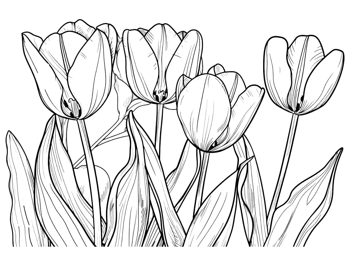 Tô màu Hoa Tulip Miễn Phí