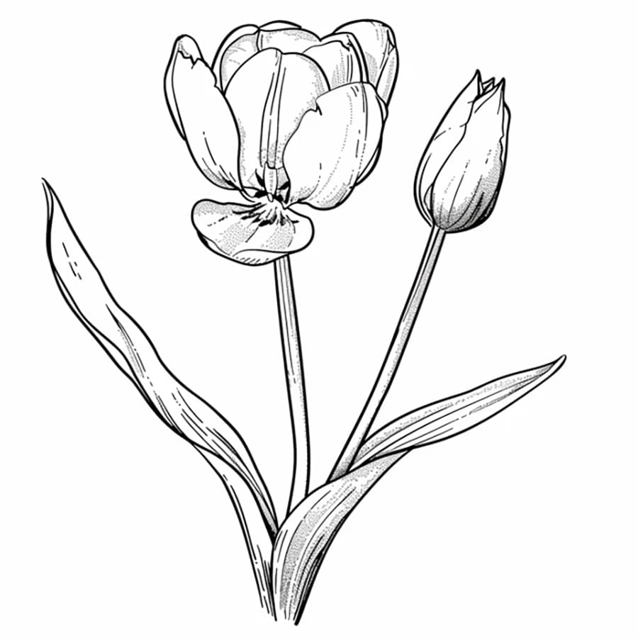 Tô màu Hoa Tulip Và Nụ Hoa