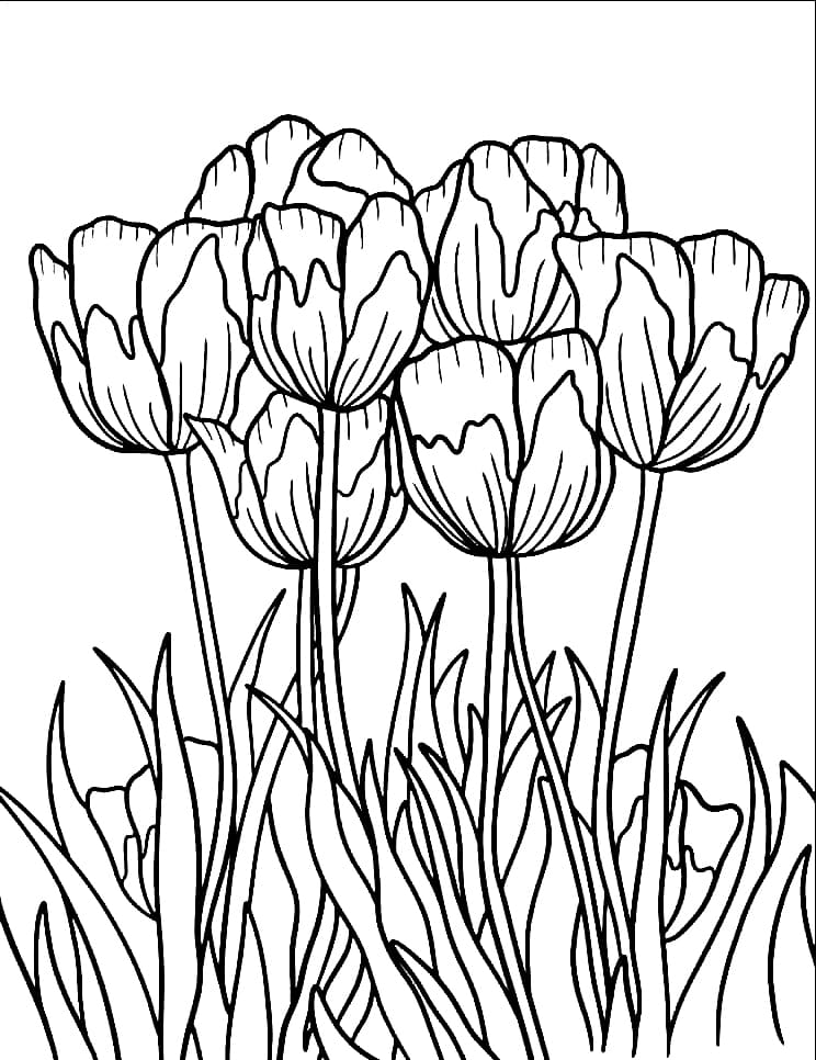 Tô màu Khóm Hoa Tulip Đẹp