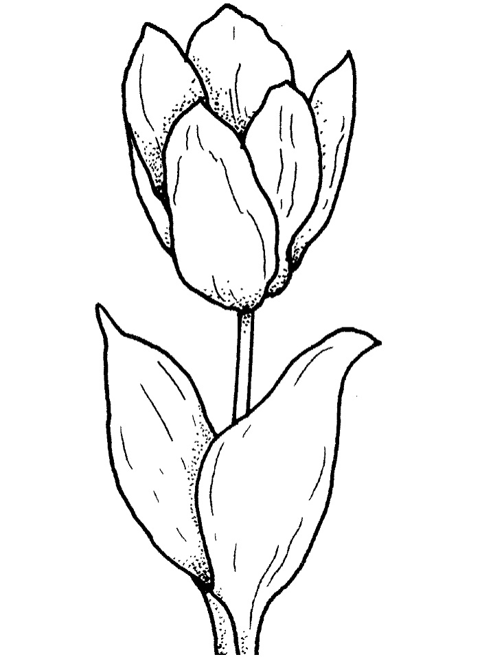 Tô màu bông hoa tulip