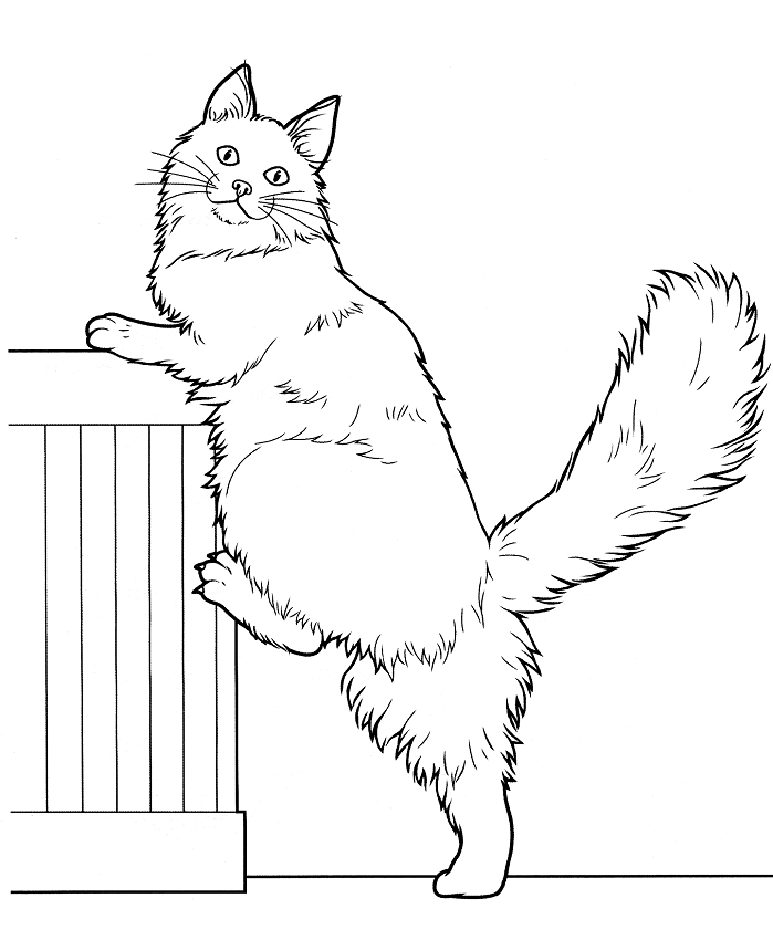 Tô màu con mèo maine coon leo trèo