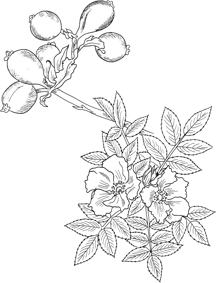 Tô màu hoa hồng dại
