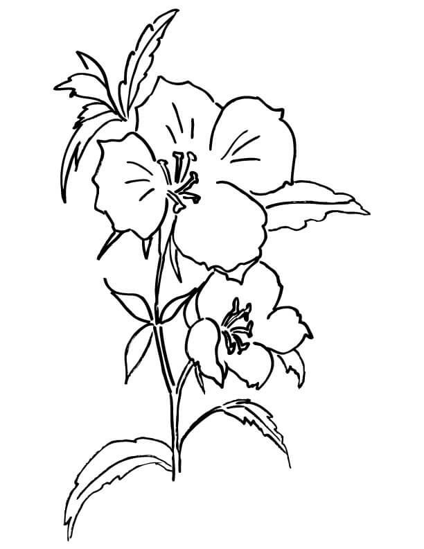Tô màu hoa hồng xuân
