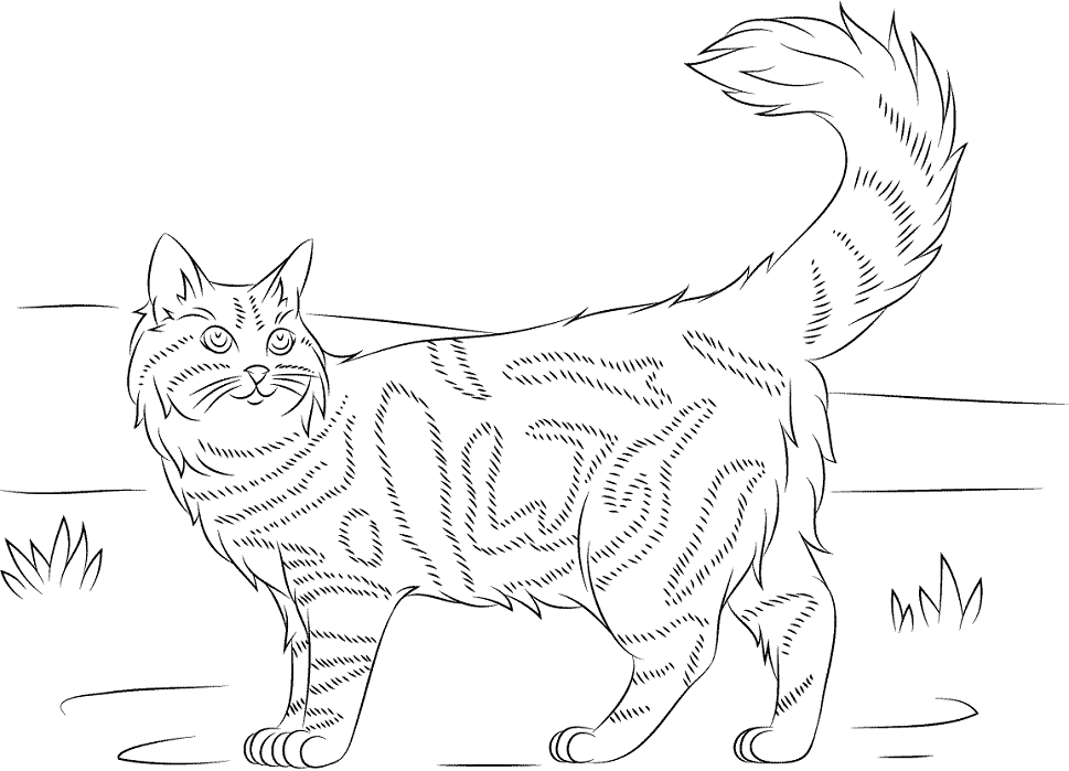 Tô màu một con mèo maine coon