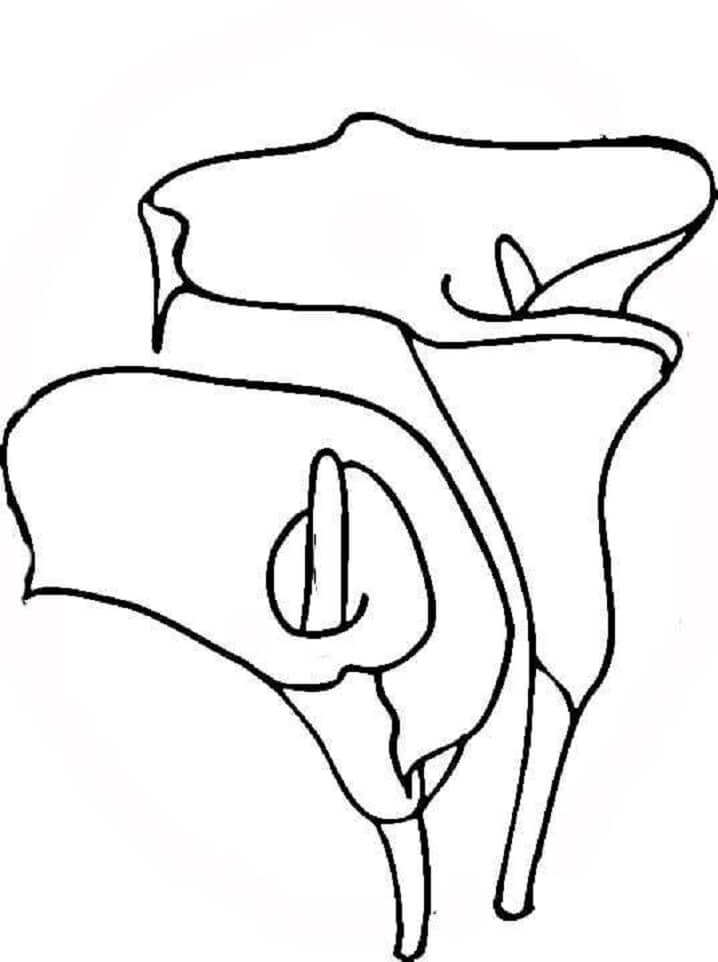 Tô màu 2 Bông Hoa Ly