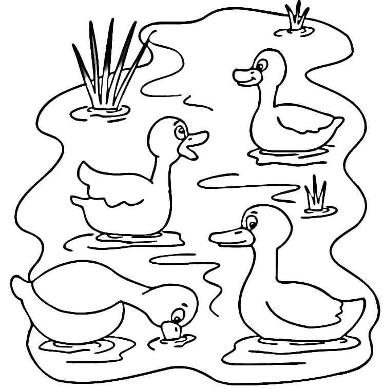 Tô màu Đàn Vịt Đang Bơi
